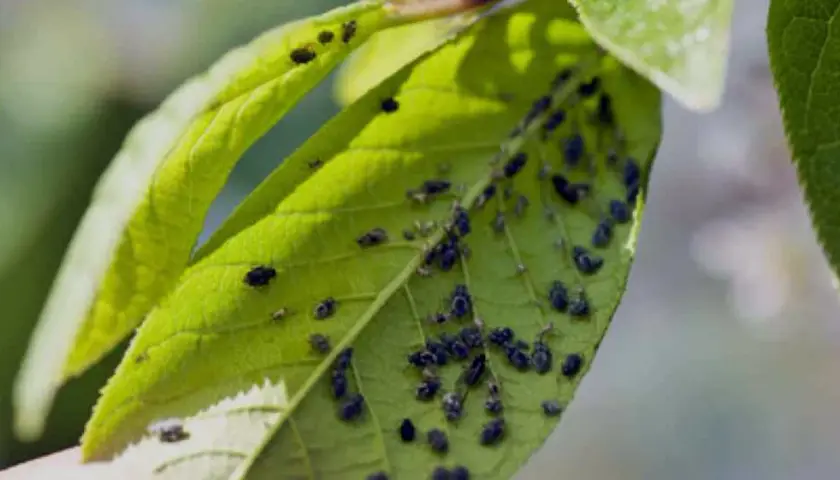 Unas hojas verdes de un árbol frutal cubiertas de pequeñas plagas negras.