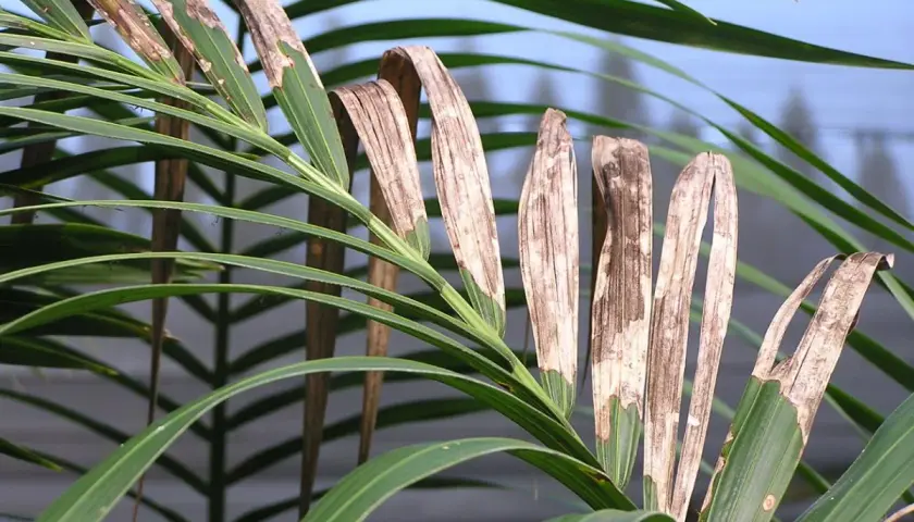 Hojas de kentia con manchas marrones y secas, indicando posibles enfermedades.