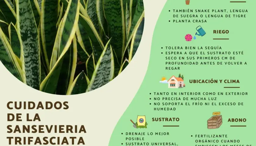 Planta Sansevieria Trifasciata, también conocida como lengua de suegra, con hojas verdes y amarillas. La imagen detalla sus cuidados, riego, ubicación y sustrato.