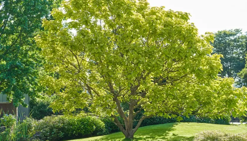 Árboles de parques frondosos y verdes, con hojas brillantes bajo el sol. Un oasis de tranquilidad.