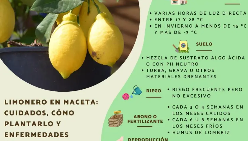 Limonero en macetero con limones amarillos, ideal para cultivar en casa. Consejos de riego, suelo y fertilizante.