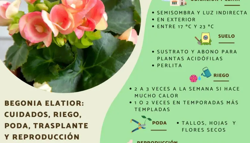 Bellas begonias de interior con flores rosadas, listas para cuidados y reproducción.
