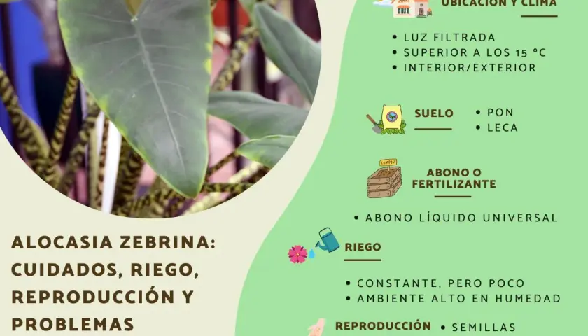 Alocasia zebrina: cuidados, riego y reproducción. Consejos para su ubicación, suelo, abono y humedad.