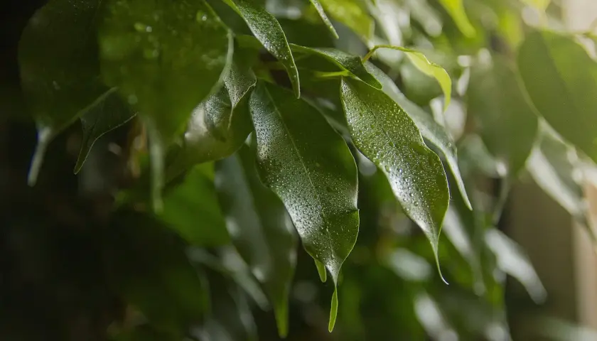 Hojas de ficus benjamina con gotas de agua, quizás indicando estrés o enfermedades.