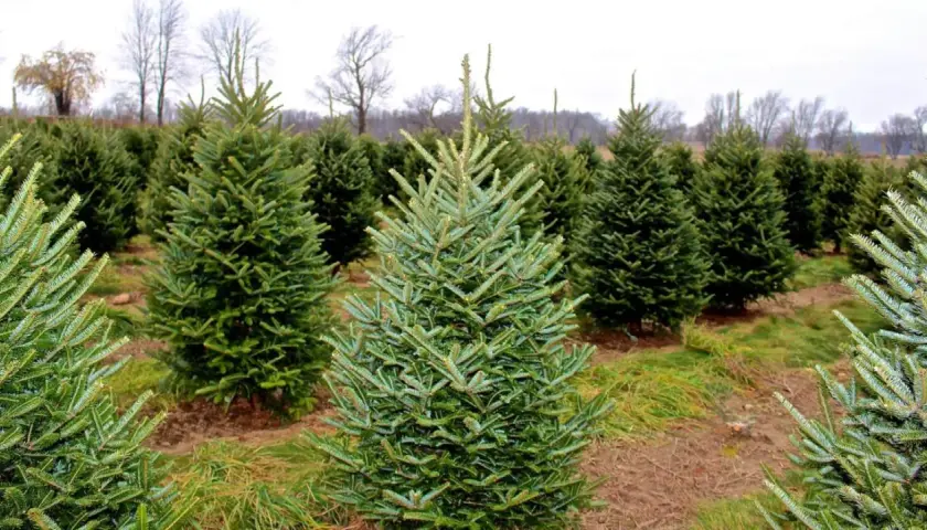 Fila de árboles de Navidad, mostrando varios tipos de abetos en un campo.