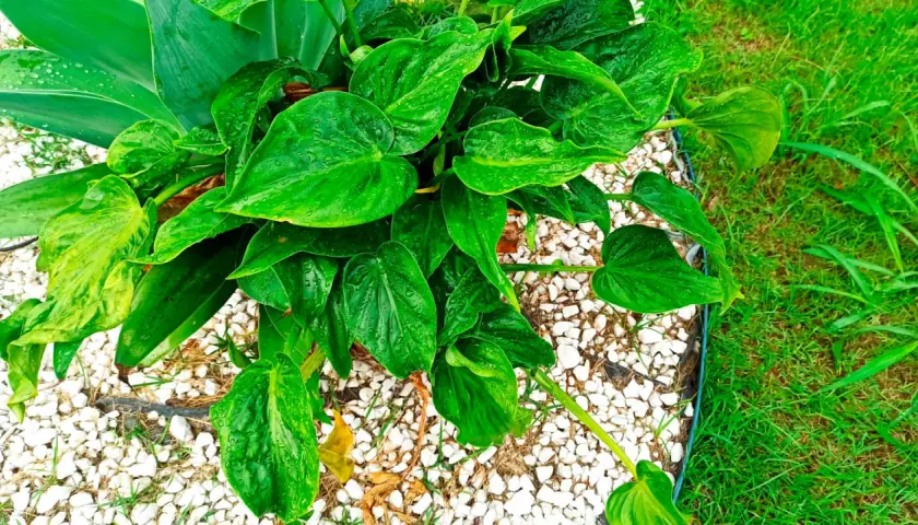 Alocasia cucullata con hojas verdes brillantes y gotas de agua, rodeada de grava blanca y césped.