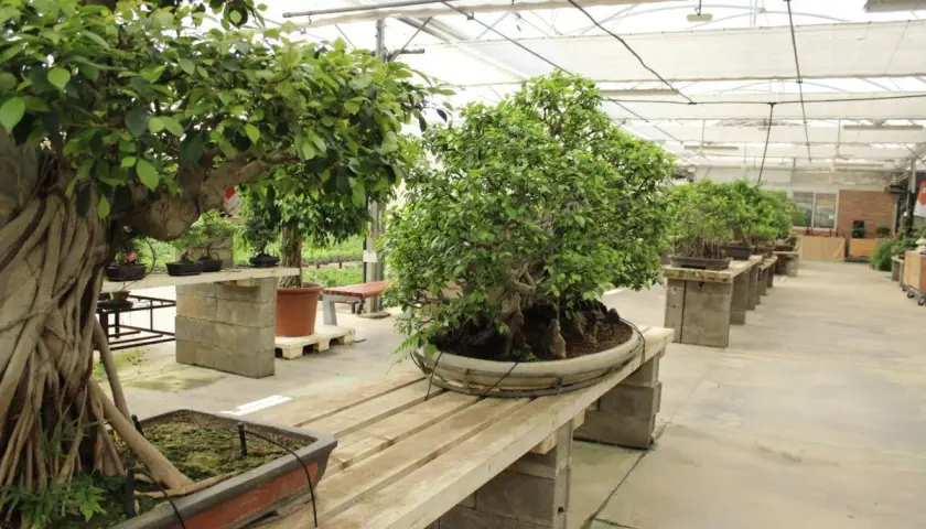 Bonsáis de ficus microcarpa en un invernadero, mostrando sus raíces aéreas y follaje exuberante. Los cuidados de estas plantas son esenciales para su belleza.