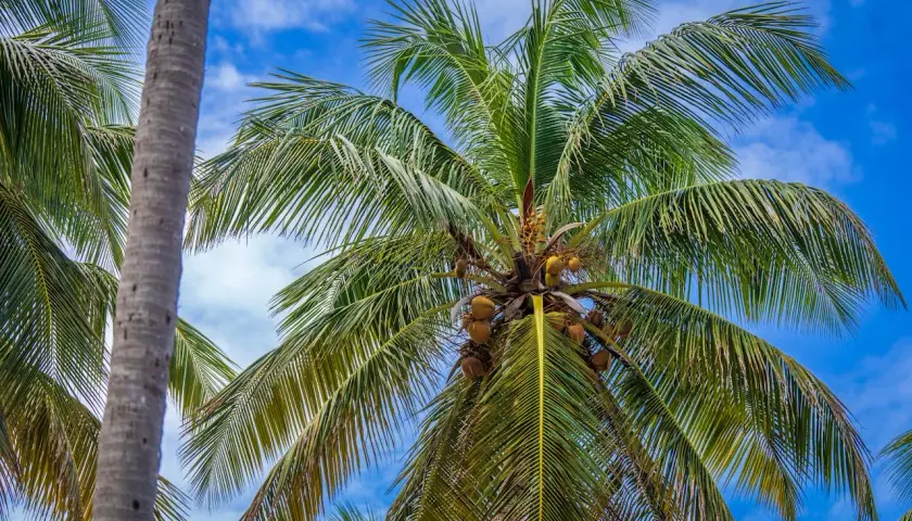 Palmeras de cocos nucifera con cocos maduros colgando bajo un cielo azul con nubes blancas.
