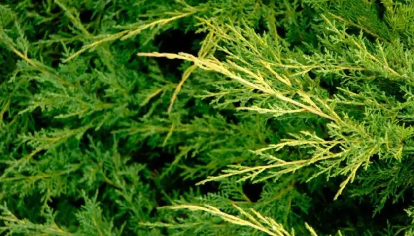 Primer plano de ramas de enebro, mostrando diferentes tipos de enebro con follaje verde y algunas partes amarillentas.