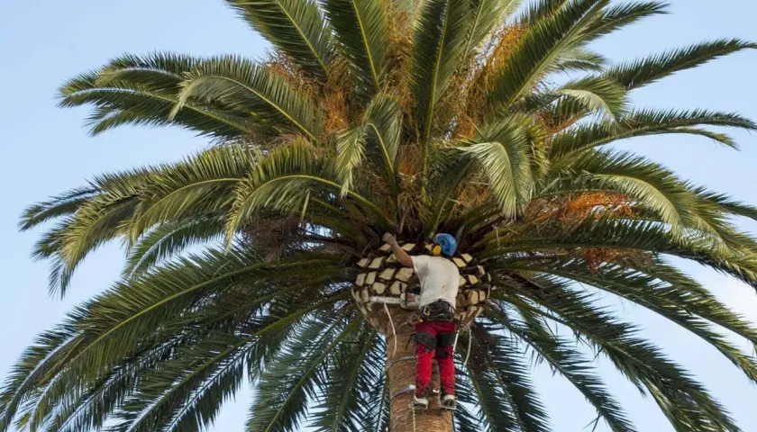 Hombre con equipo de seguridad cortando tronco de palmera con motosierra.