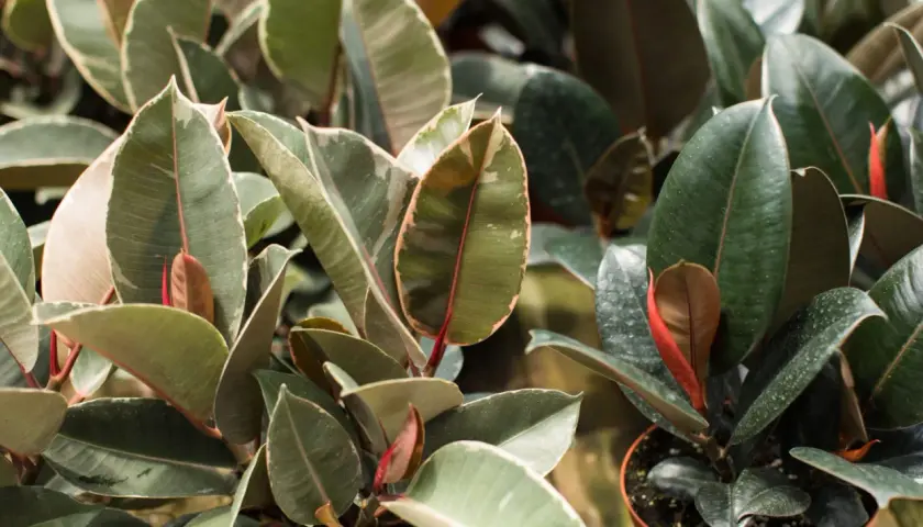 Hojas verdes y variegadas de ficus elastica, ideales para interiores. Cuidados sencillos para un hogar vibrante.