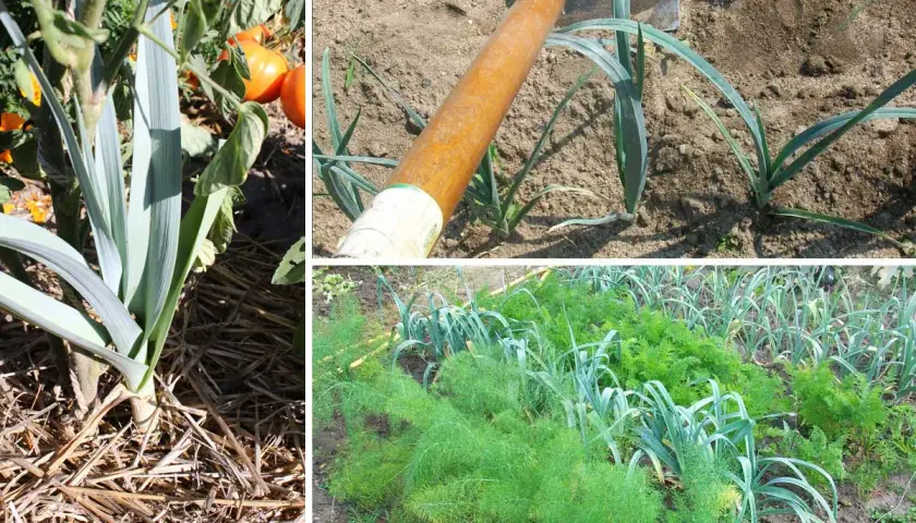 Cultivo de puerros en huerto. Se observa un puerro grande con paja alrededor, un azadón listo para plantar puerros y una hilera de puerros junto a zanahorias y hinojo.