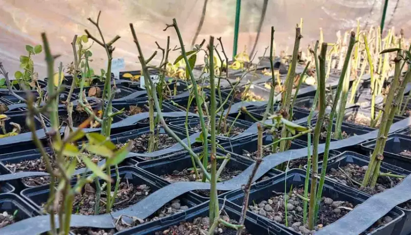 Filas de esquejes de rosal en macetas negras, listos para enraizar. Es el momento perfecto cuando hacer esquejes de rosal.