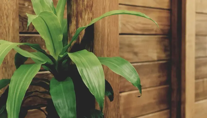 Planta de interior Dracaena Massangeana, con hojas verdes vibrantes, junto a una columna de madera.