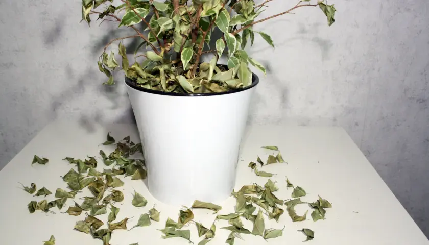 Un ficus con hojas amarillas y secas esparcidas alrededor de su maceta blanca.