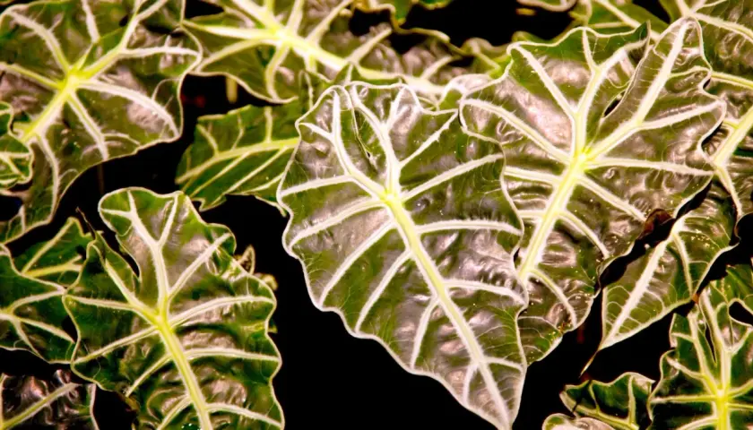 Hojas de Alocasia Zebrina con nervaduras blancas y verdes vibrantes. Consejos para sus cuidados.