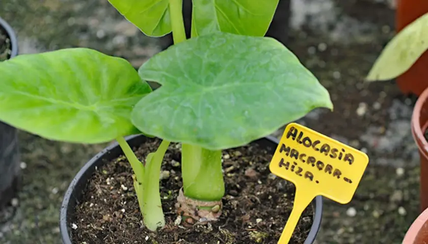 Planta marquesa venenosa, Alocasia macrorrhiza, con hojas verdes grandes y un tallo grueso.