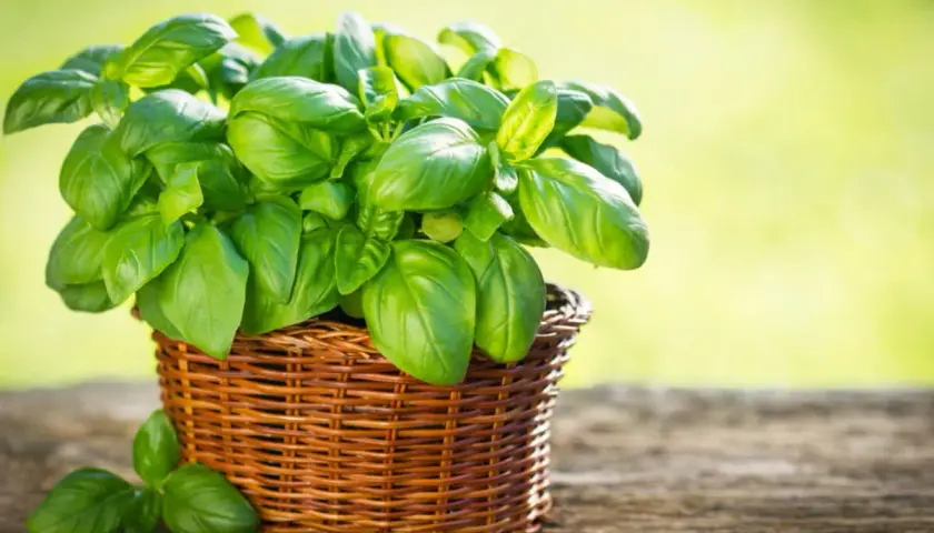 Planta de albahaca fresca en una cesta de mimbre, mostrando la exuberancia de sus hojas verdes. Hay varios tipos de albahaca, cada uno con su aroma y sabor únicos.