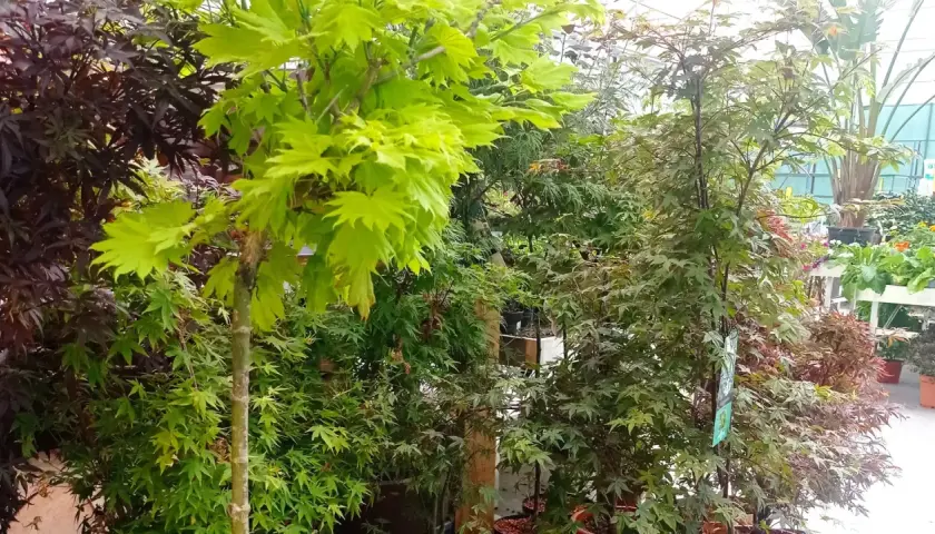 Arce japonés en maceta, con hojas verdes vibrantes y otras de tonos rojizos, listos para embellecer cualquier jardín.