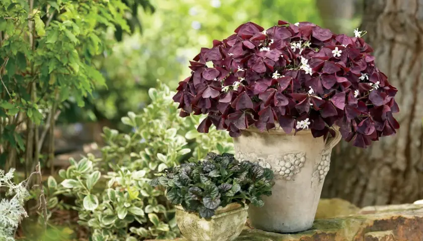 Maceta con Oxalis triangularis de hojas moradas y flores blancas. Consejos para sus cuidados.