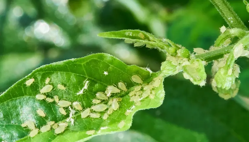 Un grupo de pulgones infestando una hoja verde, un ejemplo de plagas y enfermedades de los setos que afectan a la vegetación.