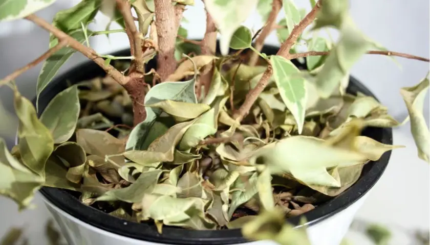 Planta de interior con hojas secas y caídas. ¿Por qué se caen las hojas de las plantas de interior? Falta de riego o exceso de sol pueden ser las causas.