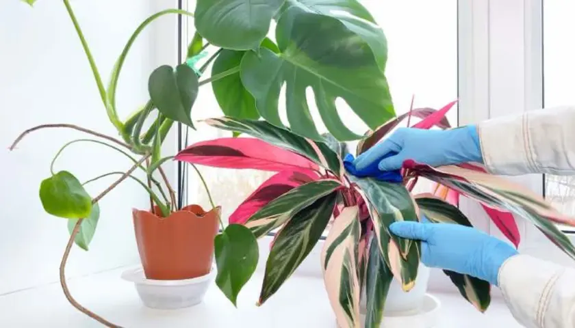 Manos enguantadas limpian hojas de calathea triostar, mostrando cuidados para mantenerla vibrante.