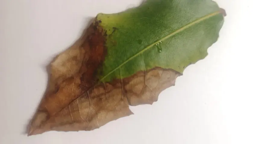 Hoja de laurel con necrosis, mostrando la progresión de enfermedades. La parte verde sana contrasta con la marrón seca, evidencia de problemas en el laurel.