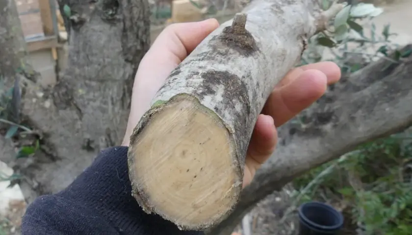 Mano sostiene un trozo de rama de olivo, listo para ser usado como esquejes de olivo en agua para su propagación.