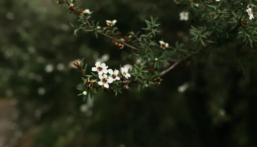 Delicadas flores blancas de Leptospermum scoparium, con detalles de sus cuidados.