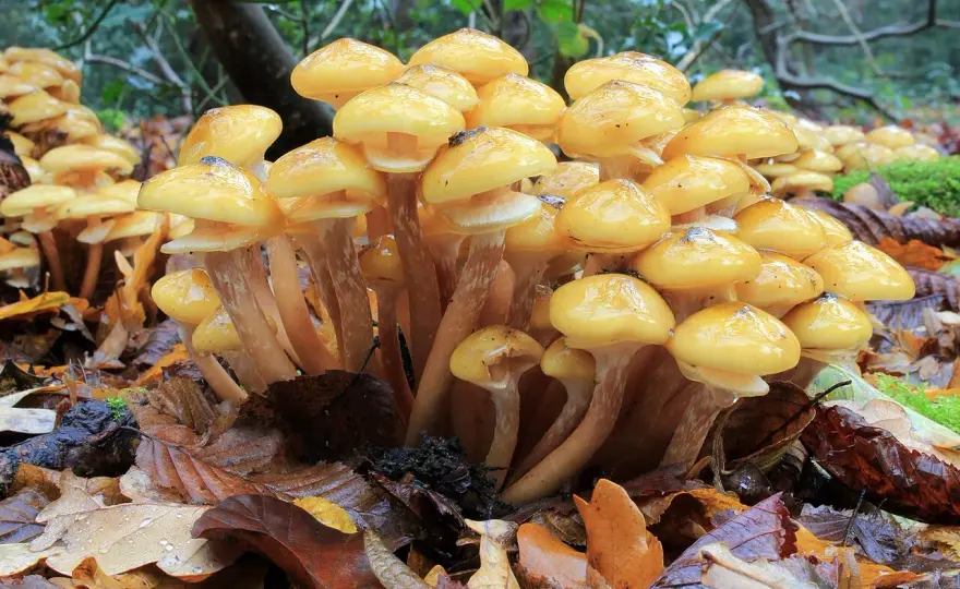 Armillaria en el jardín: cómo reconocerla y frenarla