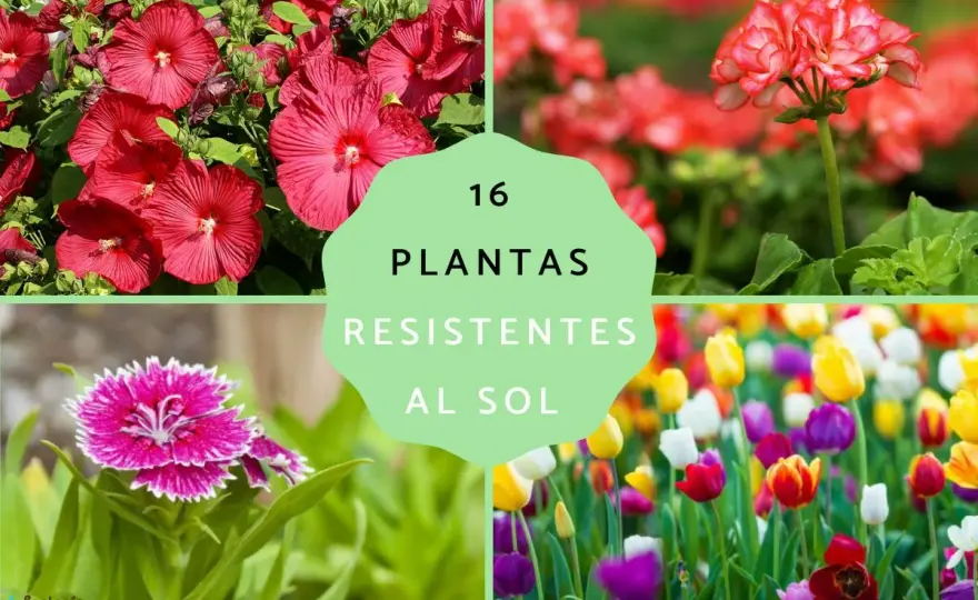 Plantas de exterior resistentes al sol y poca agua que sí funcionan