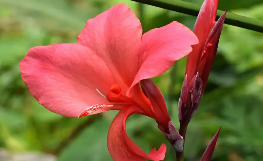 Caña de Indias en exterior - guía para plantarla y cuidarla