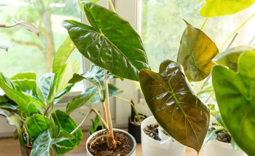 Alocasia con hojas arrugadas - qué revisar y cómo recuperarla