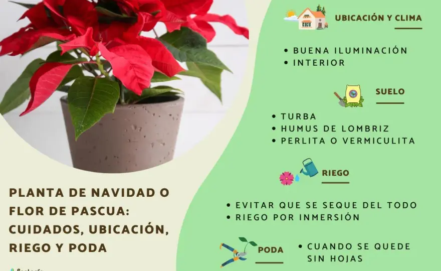 Flor de Pascua en verano - cuidados para que llegue fuerte al otoño