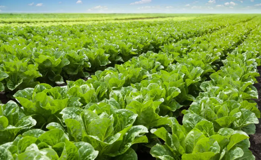 Cuándo sembrar lechuga en España y cómo cuidarla sin que espigue