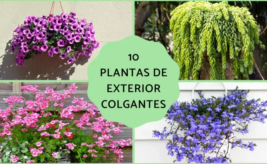 Flores verdes para exterior - especies y cuidados que funcionan