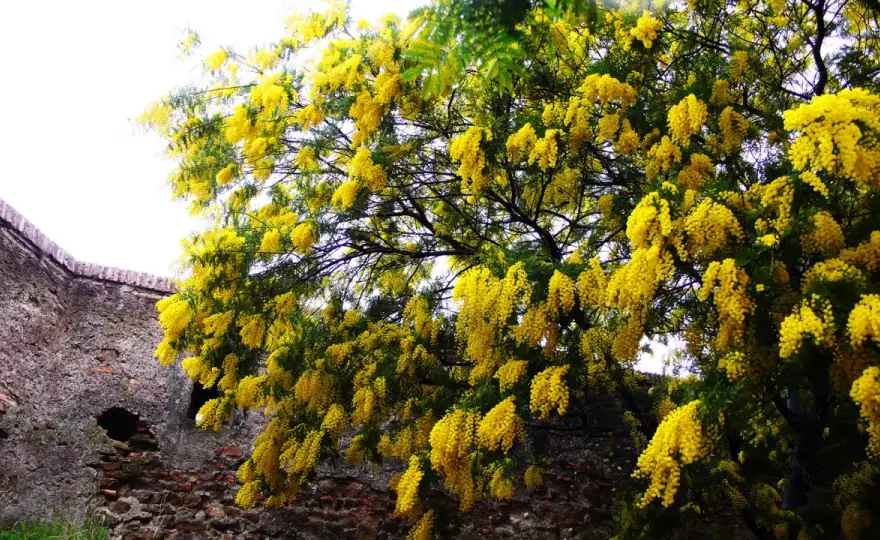 Árboles con flores amarillas para elegir bien en tu jardín
