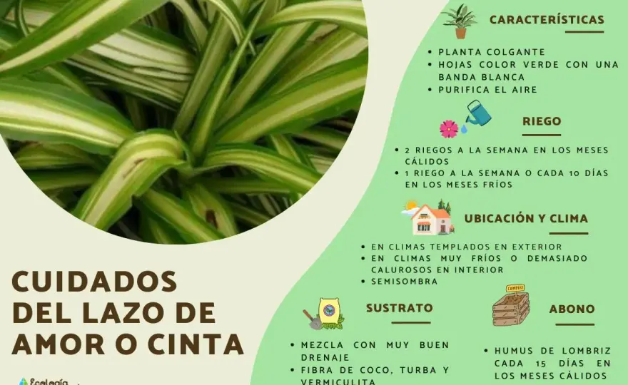 Cinta o planta araña - cuidados, riego y trasplante