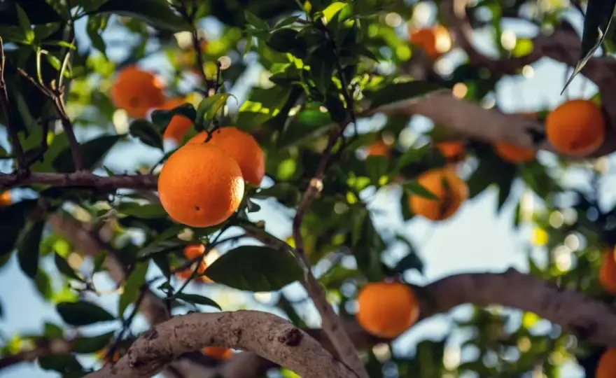Qué naranjo plantar en clima mediterráneo para acertar de verdad