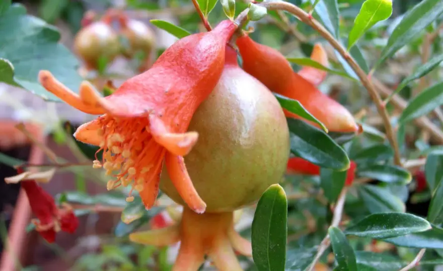 Cómo cultivar el granado enano para que florezca más