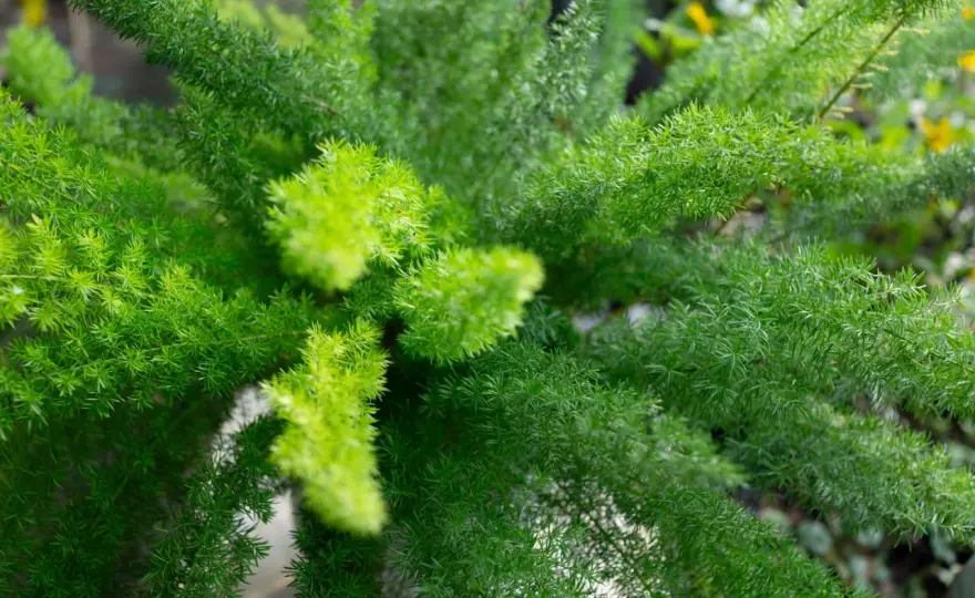 Esparraguera plumosa en exterior - dónde va mejor y cómo cuidarla
