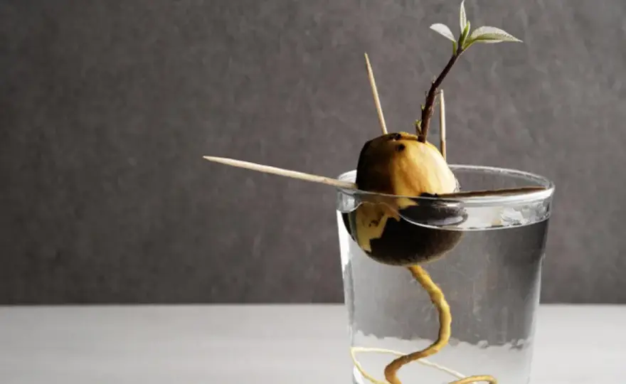 Cómo germinar un hueso de aguacate en casa sin que se pudra