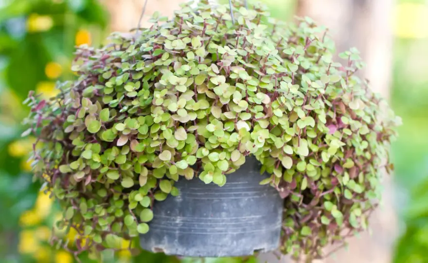 Callisia repens - cuidados clave para mantenerla compacta