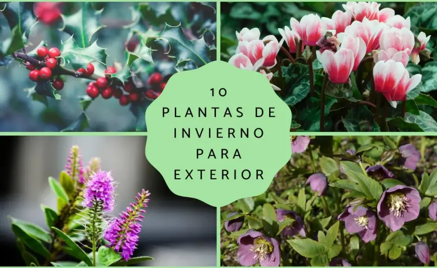 Flores de invierno para exterior - las especies que mejor aguantan