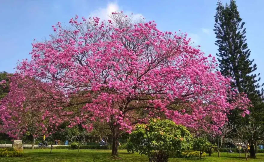 Árboles con flores rosas en España, ¿cuáles elegir y cómo acertar?