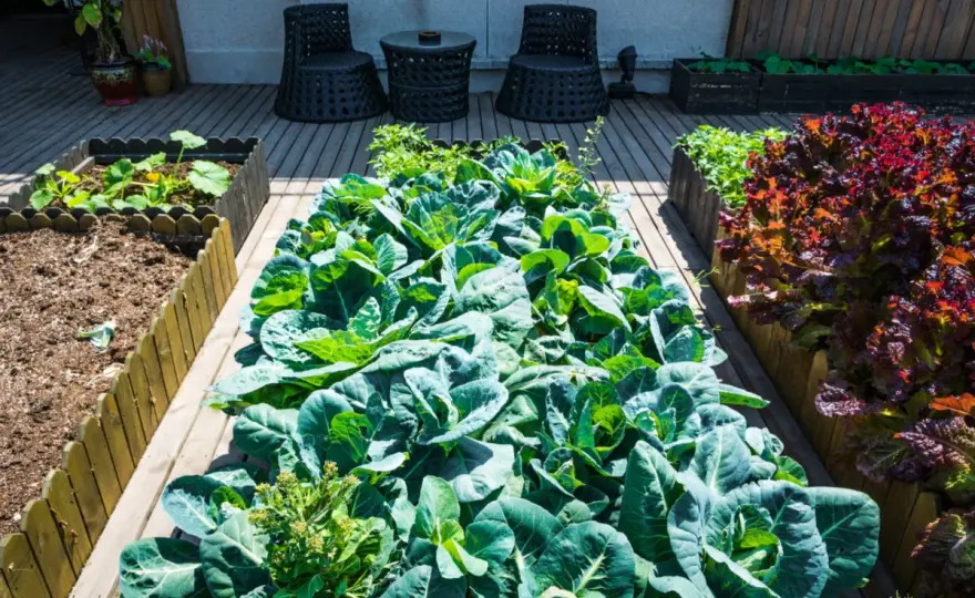 Plantas beneficiosas para el huerto - cuáles elegir y cómo usarlas