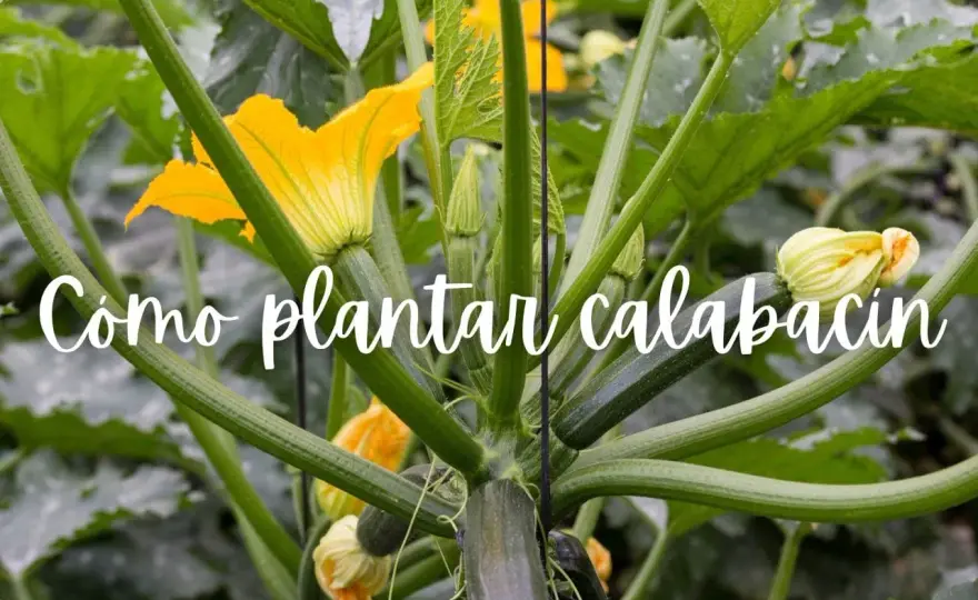 Cuándo plantar calabacín en España para acertar con la siembra