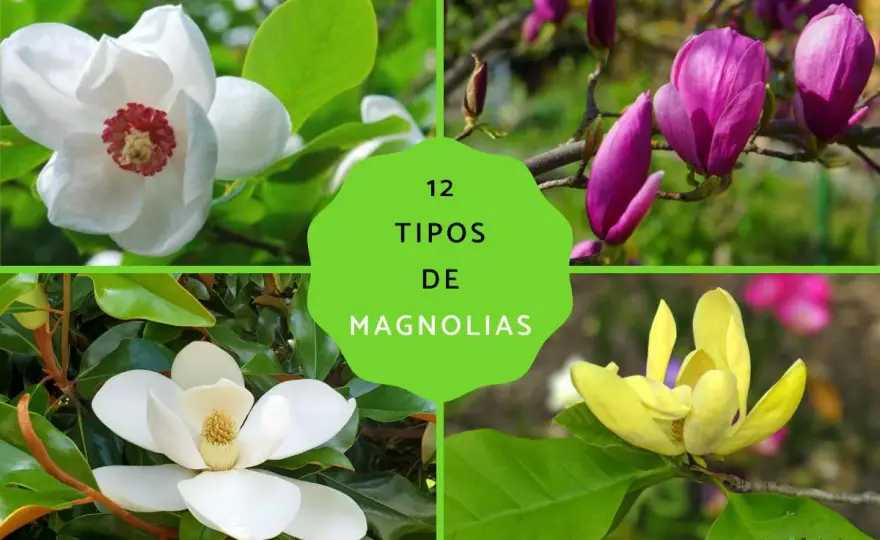 Magnolio o magnolia? La diferencia real y cómo elegir bien
