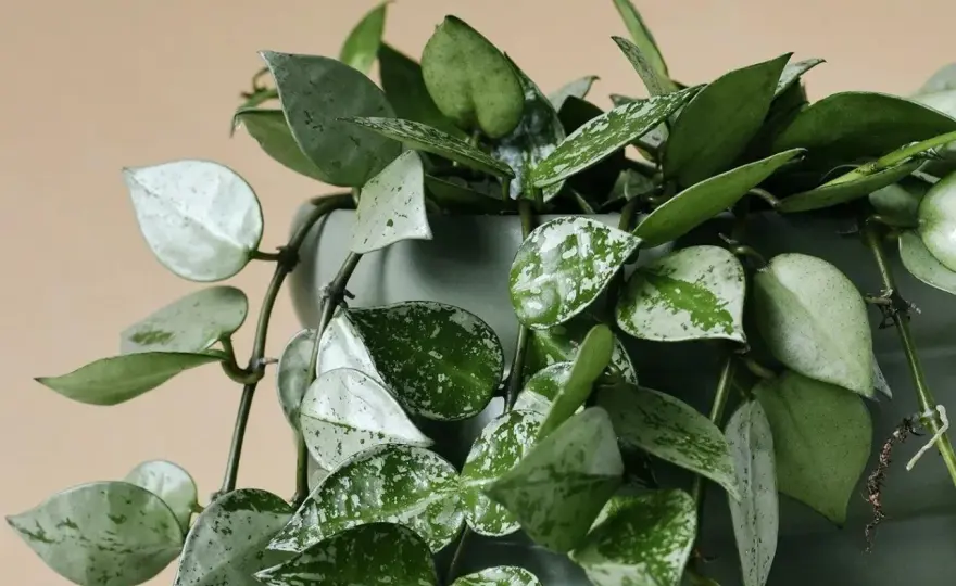 Hoya carnosa en interior, guía para cuidarla y hacerla florecer